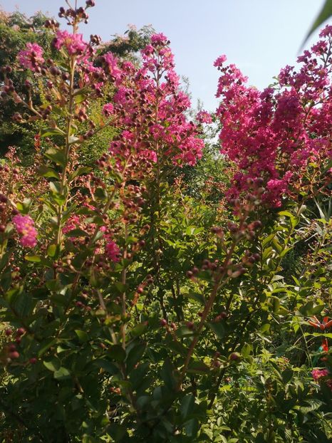  - arbori ornamentali 2022