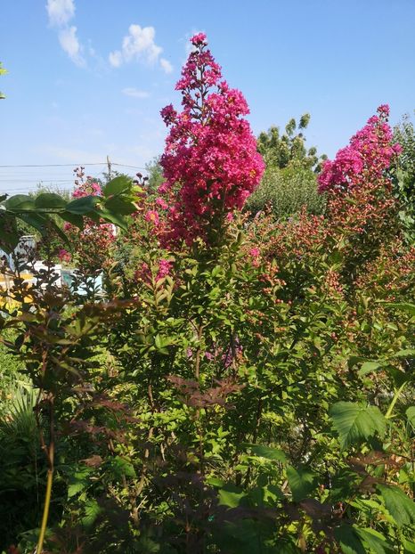  - arbori ornamentali 2022