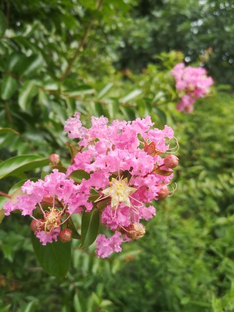 lagerstroemia Sioux - arbori ornamentali 2022