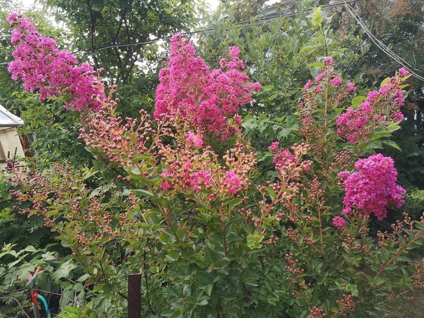  - arbori ornamentali 2022