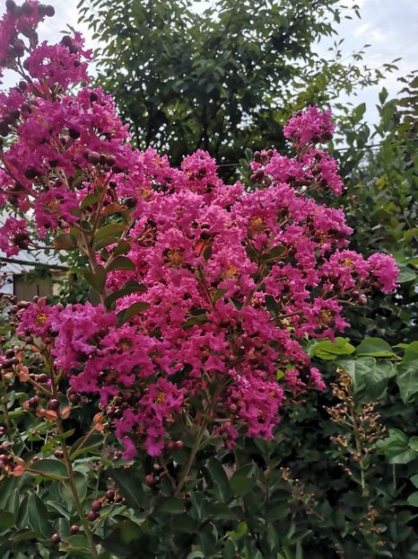  - arbori ornamentali 2022