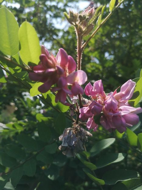  - arbori ornamentali 2022