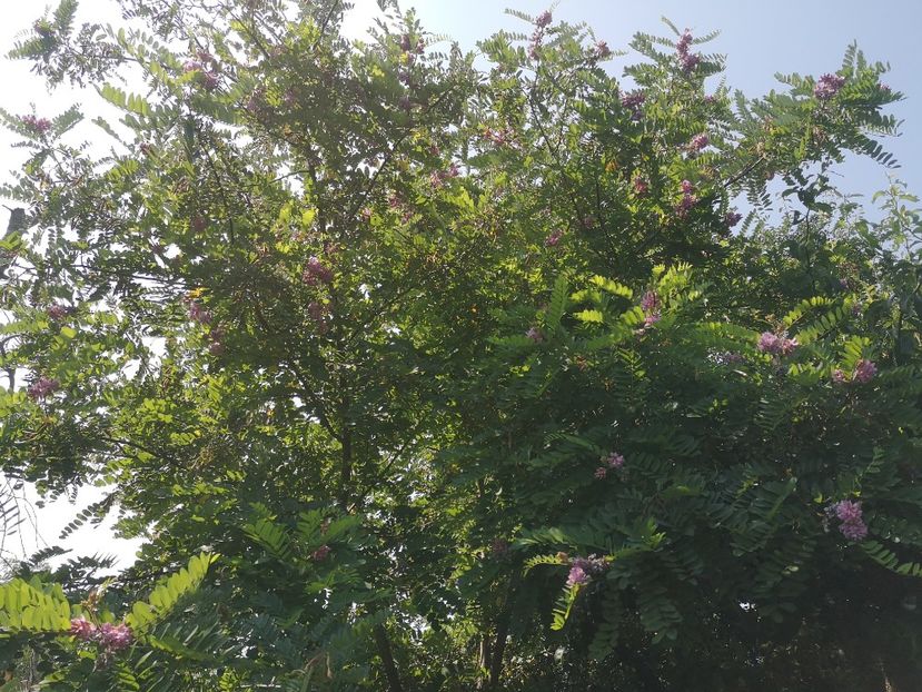  - arbori ornamentali 2022