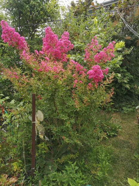  - arbori ornamentali 2022