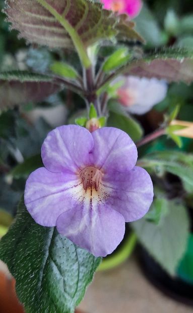 Lionheart F - Ghicitoare pentru Yasmin