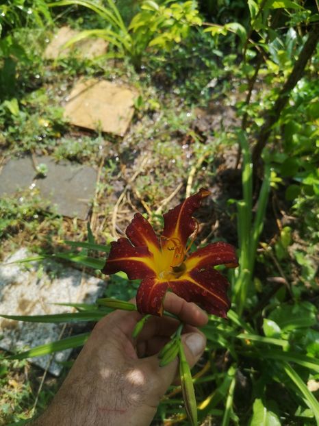  - hemerocallis 2022