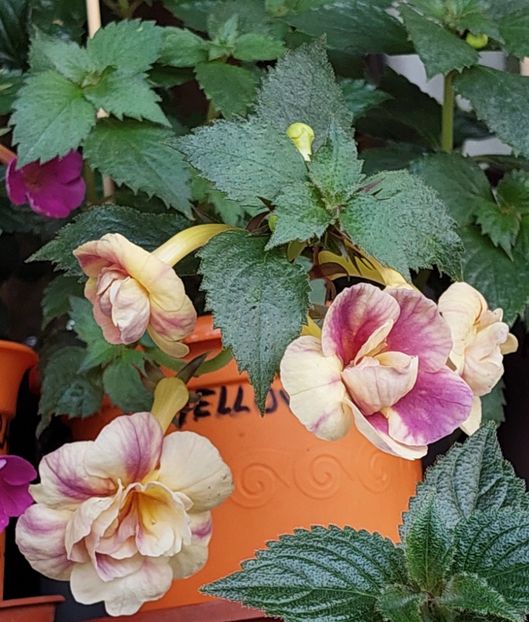  - RFs TROPICANA 2