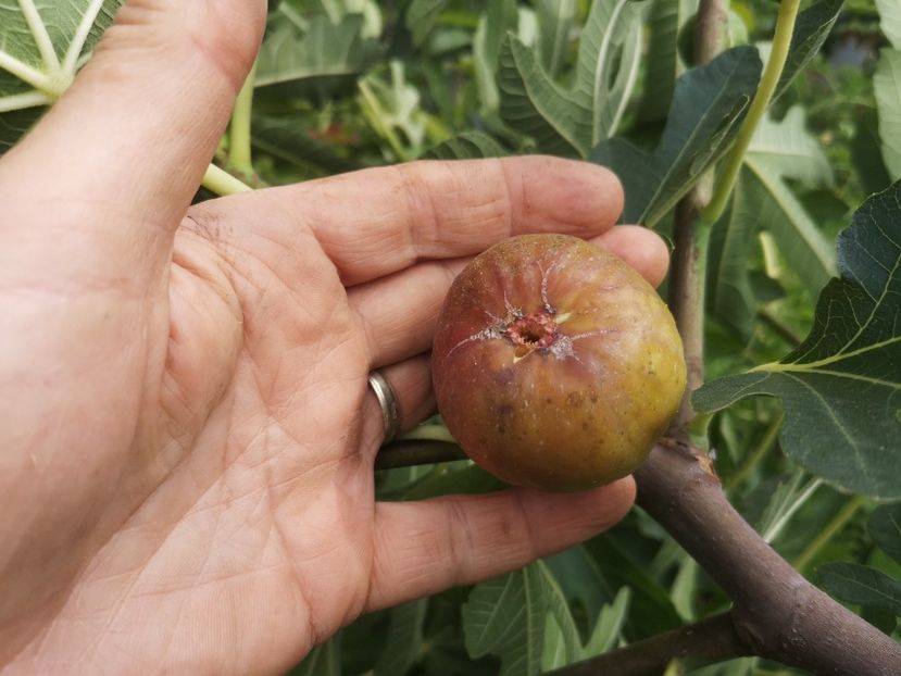 Simian 05.07 - Arbori fructiferi 2022