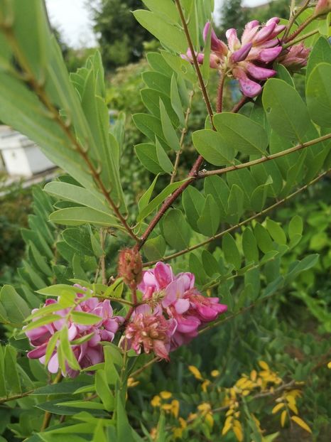  - arbori ornamentali 2022