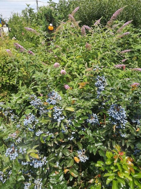 mahonia si buddleja - arbori ornamentali 2022