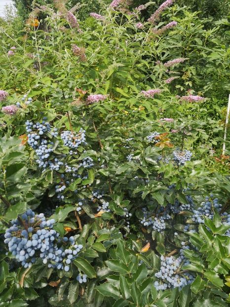  - arbori ornamentali 2022