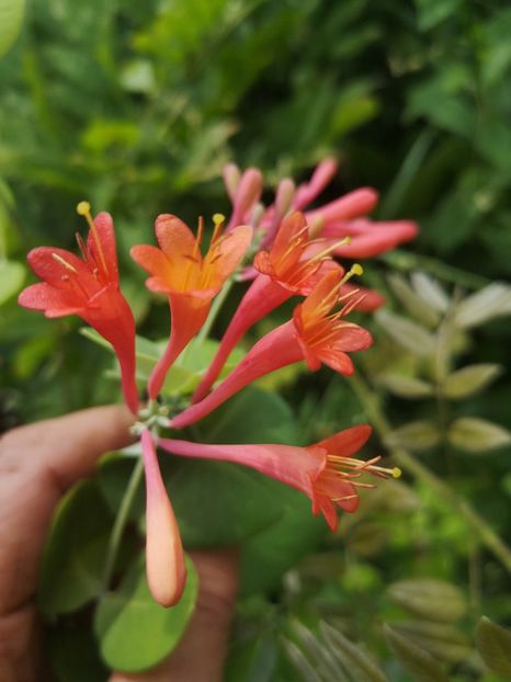 lonicera rosie - Gradina flori 202t