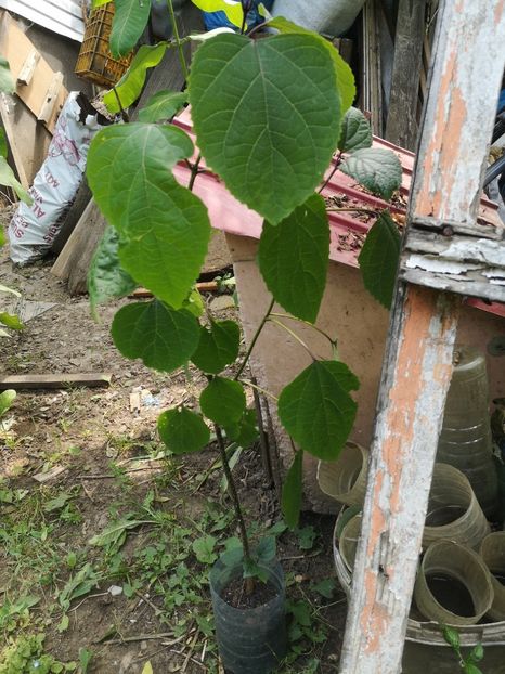 clerodendron bungei 80cm-20lei - arbori ornamentali 2025