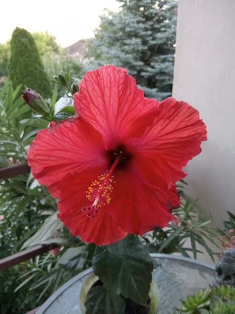  - 02 Hemerocalisi-hibiscusi-crini