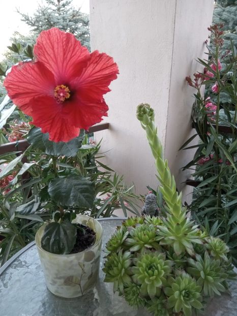  - 02 Hemerocalisi-hibiscusi-crini