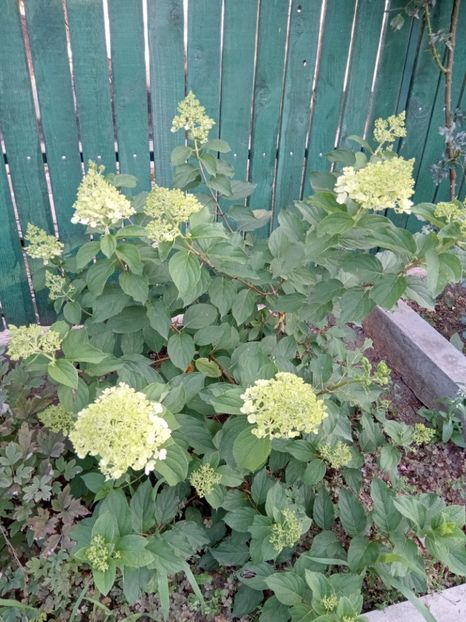 - 02 Azalee-rhododendroni-heleborusi-hortensii-hoste 2022