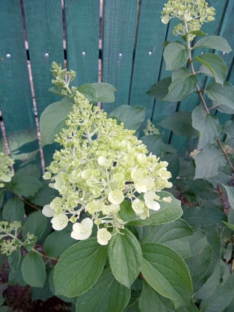  - 02 Azalee-rhododendroni-heleborusi-hortensii-hoste 2022