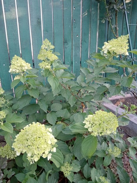  - 02 Azalee-rhododendroni-heleborusi-hortensii-hoste 2022