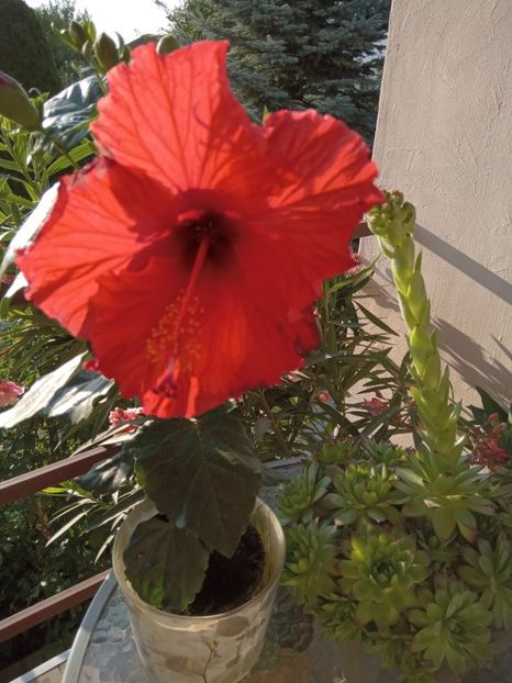  - 02 Hemerocalisi-hibiscusi-crini