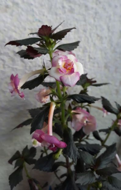  - 0001 2022 - BriD s Susanne