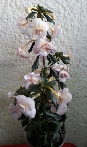  - 0001 2022 - BriD s Viktoria