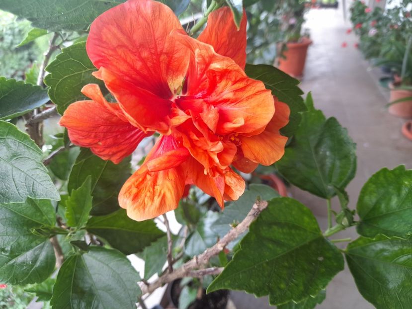  - Hibiscusi 2020 2022 2023