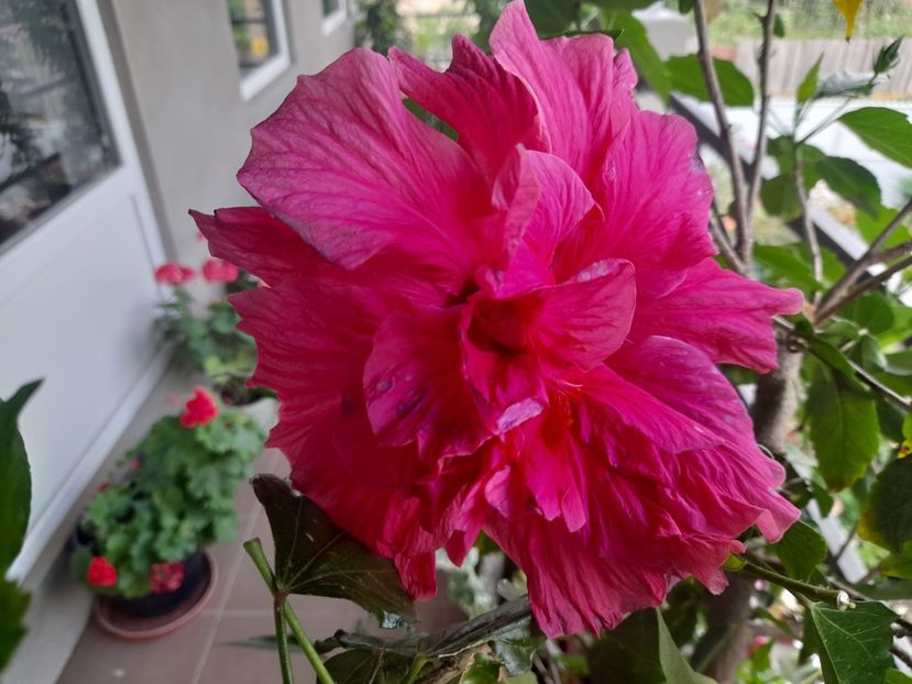  - Hibiscusi 2020 2022 2023