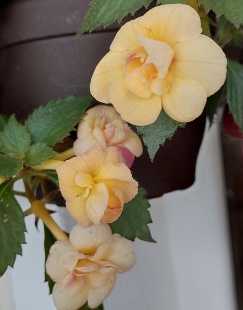  - RFs TROPICANA 2