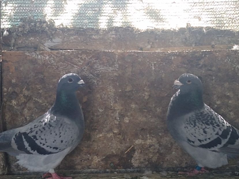 Pereche 2021 - Porumbei standard