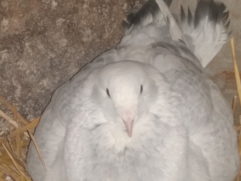 F 2021 - Porumbei standard