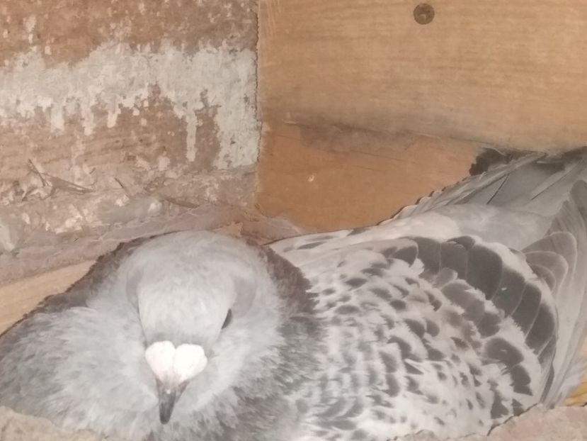 F 2021 - Porumbei standard