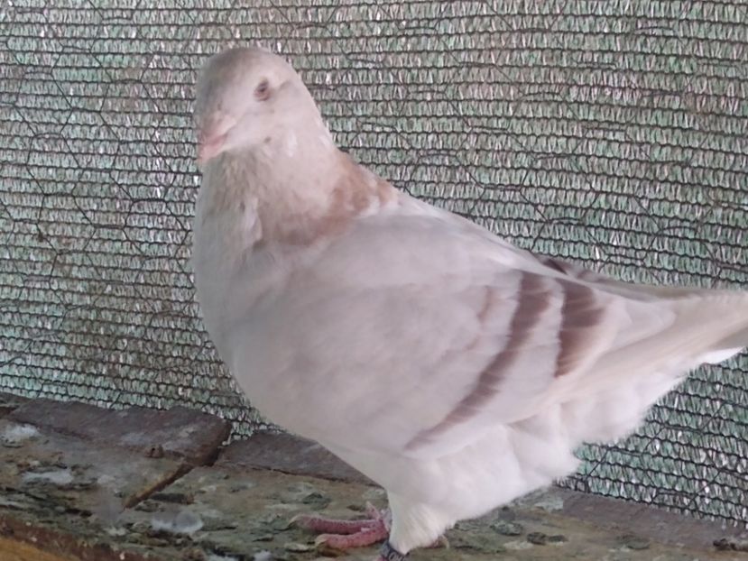 M 2022 - Porumbei standard