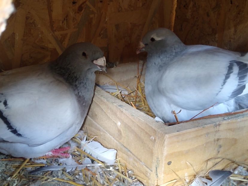 Pereche 2020 - Porumbei standard