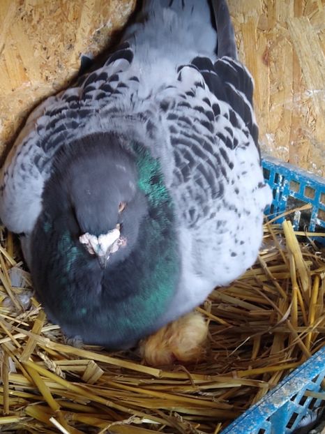 M 2017 - Porumbei standard