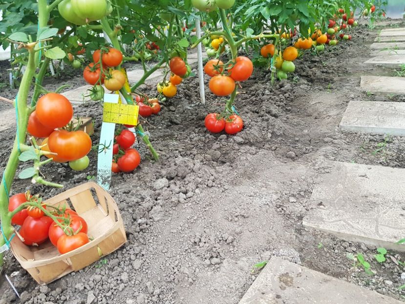 Rila nectaria zadurela lacrima fecioarei - Iulie 2022 tomate