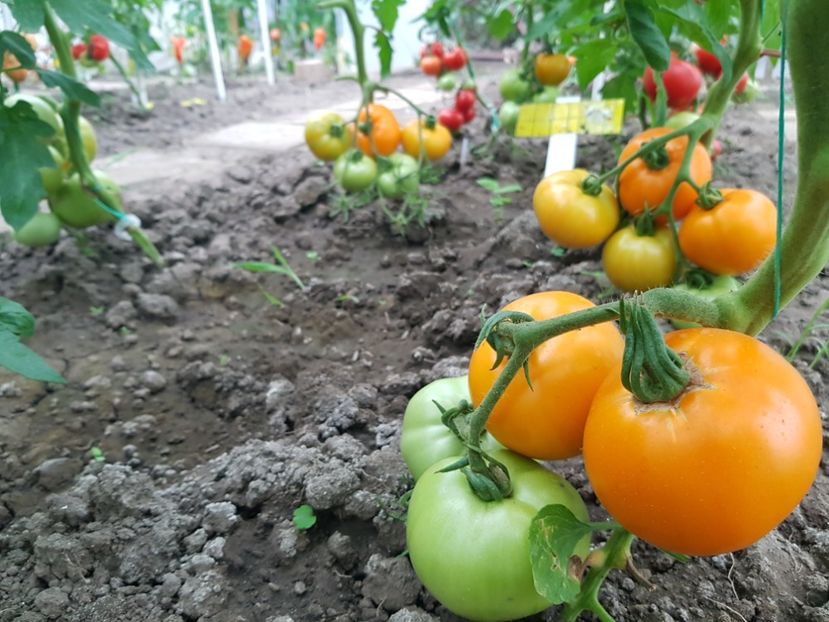  - Iulie 2022 tomate
