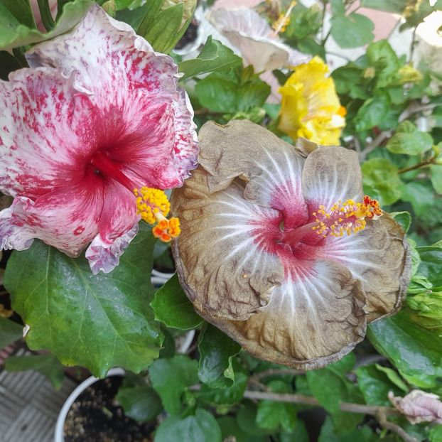 05.07.2022 - HIBISCUSI 2022-2