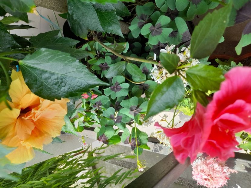  - 111 Bucurii pentru suflet 2022