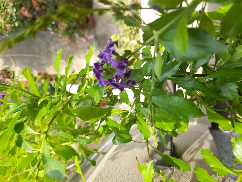  - 111 Bucurii pentru suflet 2022