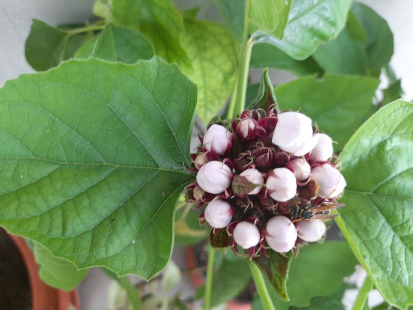  - 111 Bucurii pentru suflet 2022