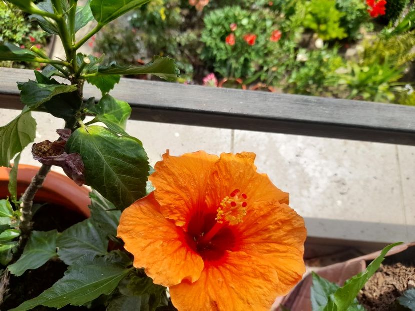  - 111 Bucurii pentru suflet 2022