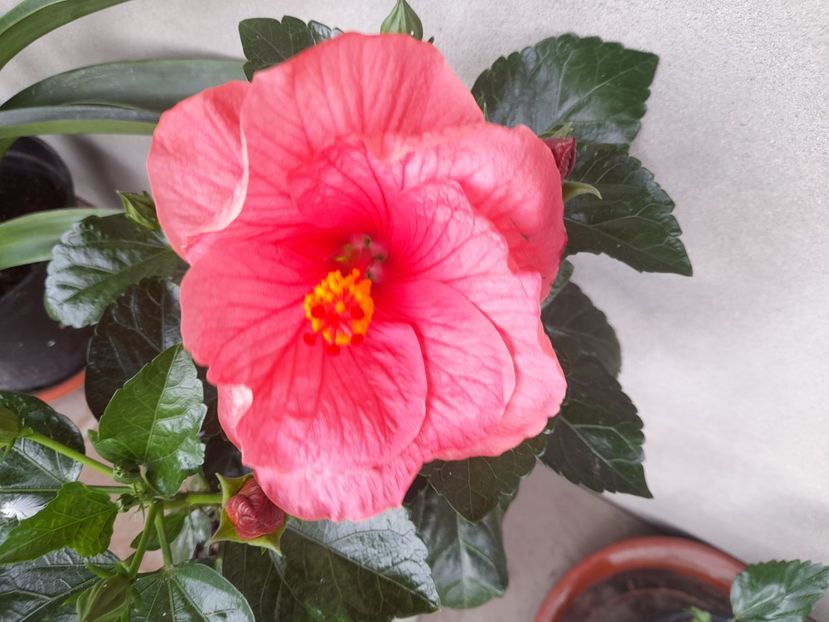  - 111 Bucurii pentru suflet 2022