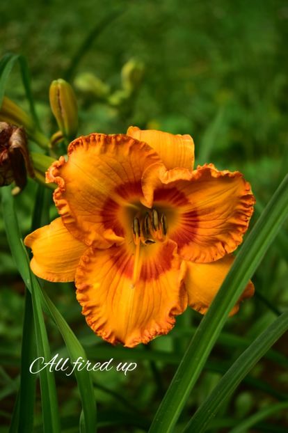 AddText_07-03-09.25.18 - Hemerocallis 2022