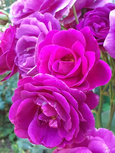  - Minerva 2021 - 2022