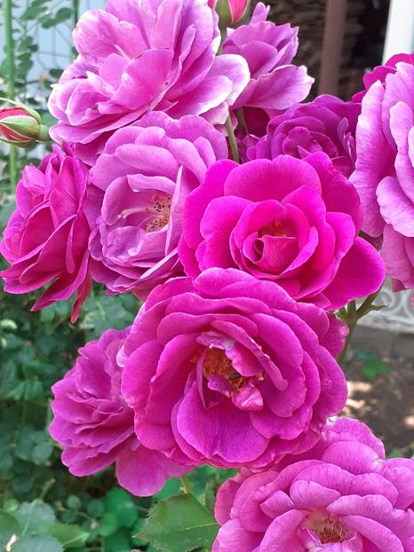  - Minerva 2021 - 2022