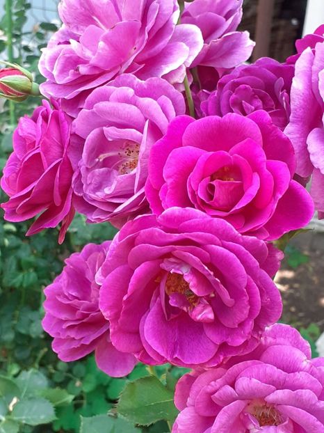  - Minerva 2021 - 2022