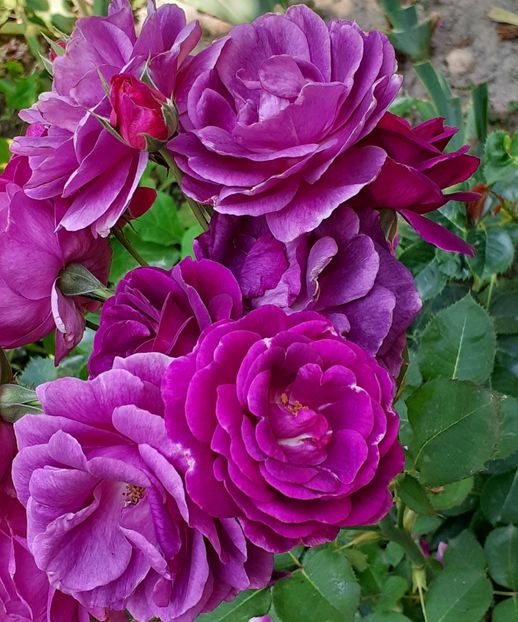  - Minerva 2021 - 2022