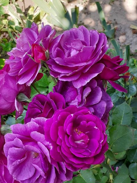  - Minerva 2021 - 2022