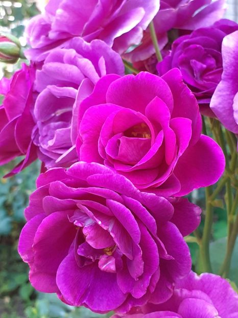  - Minerva 2021 - 2022