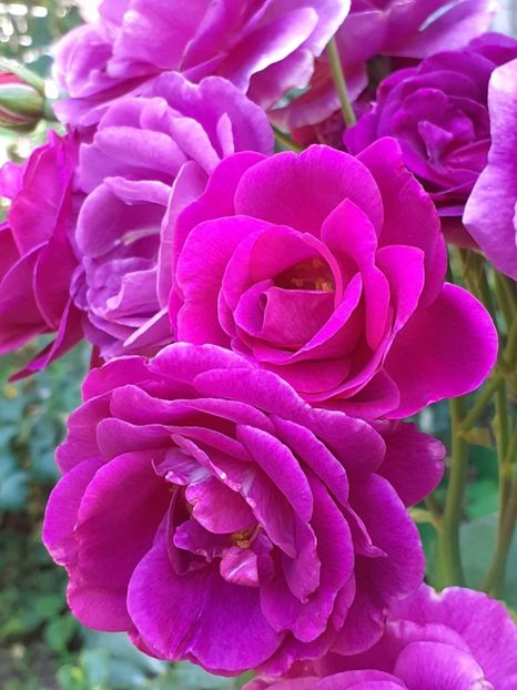  - Minerva 2021 - 2022